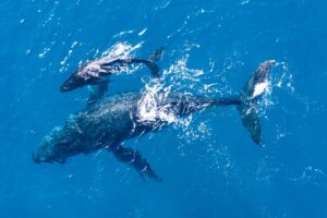 humpback-whales-photographed-from-with-aerial-drone-off-coast-kapalua-hawaii-8